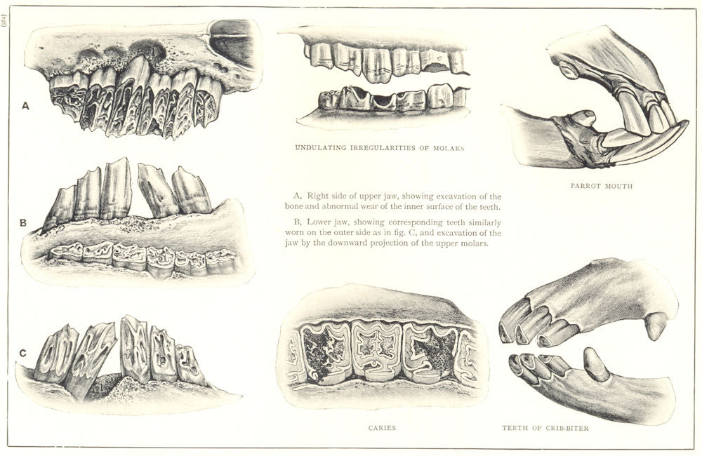 VETERINARY MEDICINE. Defects and Diseases of Teeth 1912 old antique print